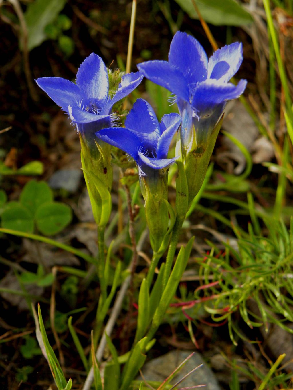 Gentianopsis ciliata